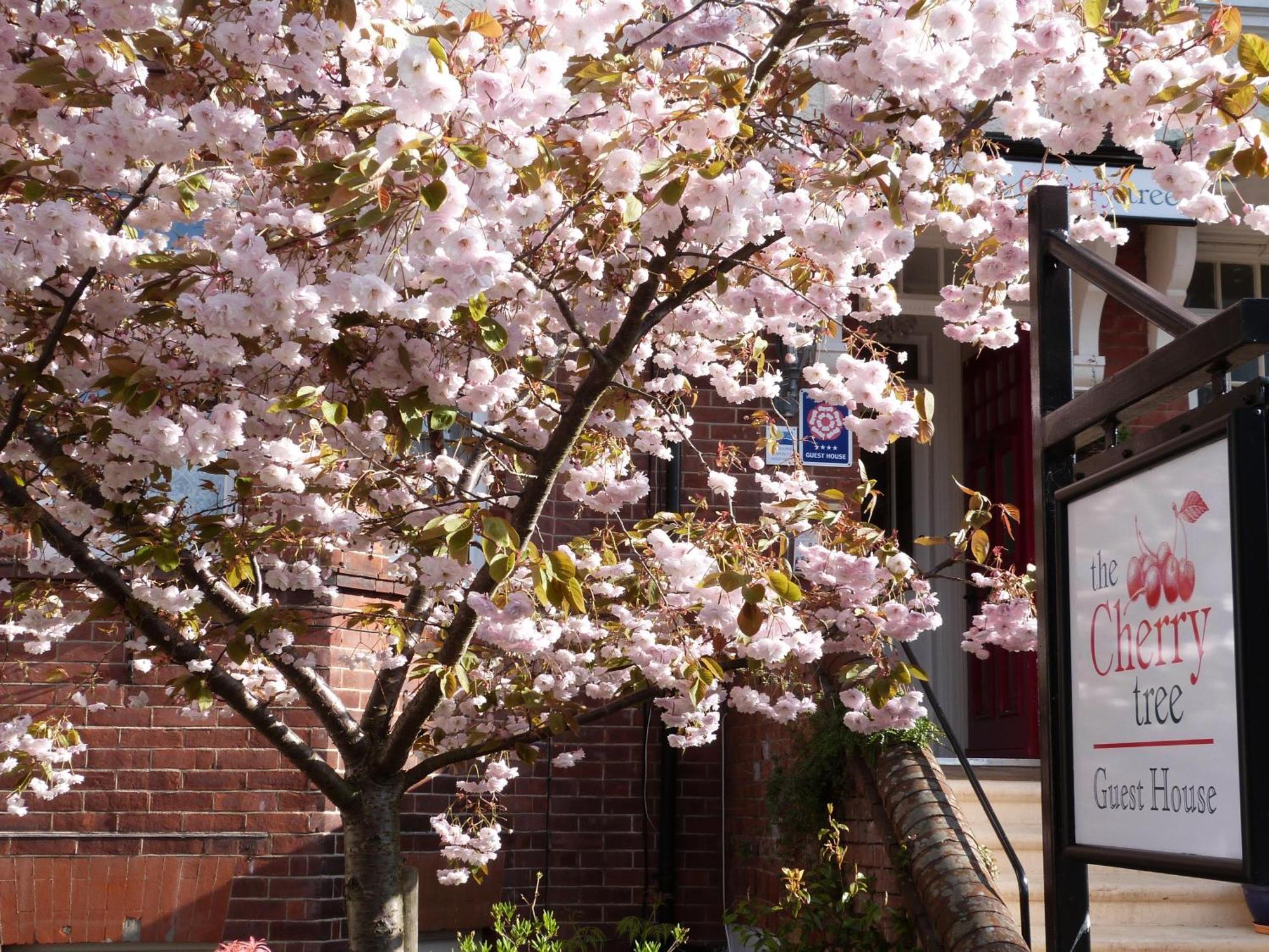The Cherry Tree Guest House Eastbourne Ngoại thất bức ảnh